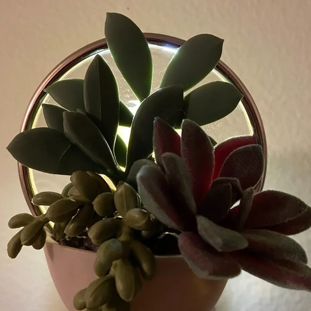 NWT Scent Control Succulent Wallflower Plug Bath and Body Works + Free Scent - Picture 8 of 9